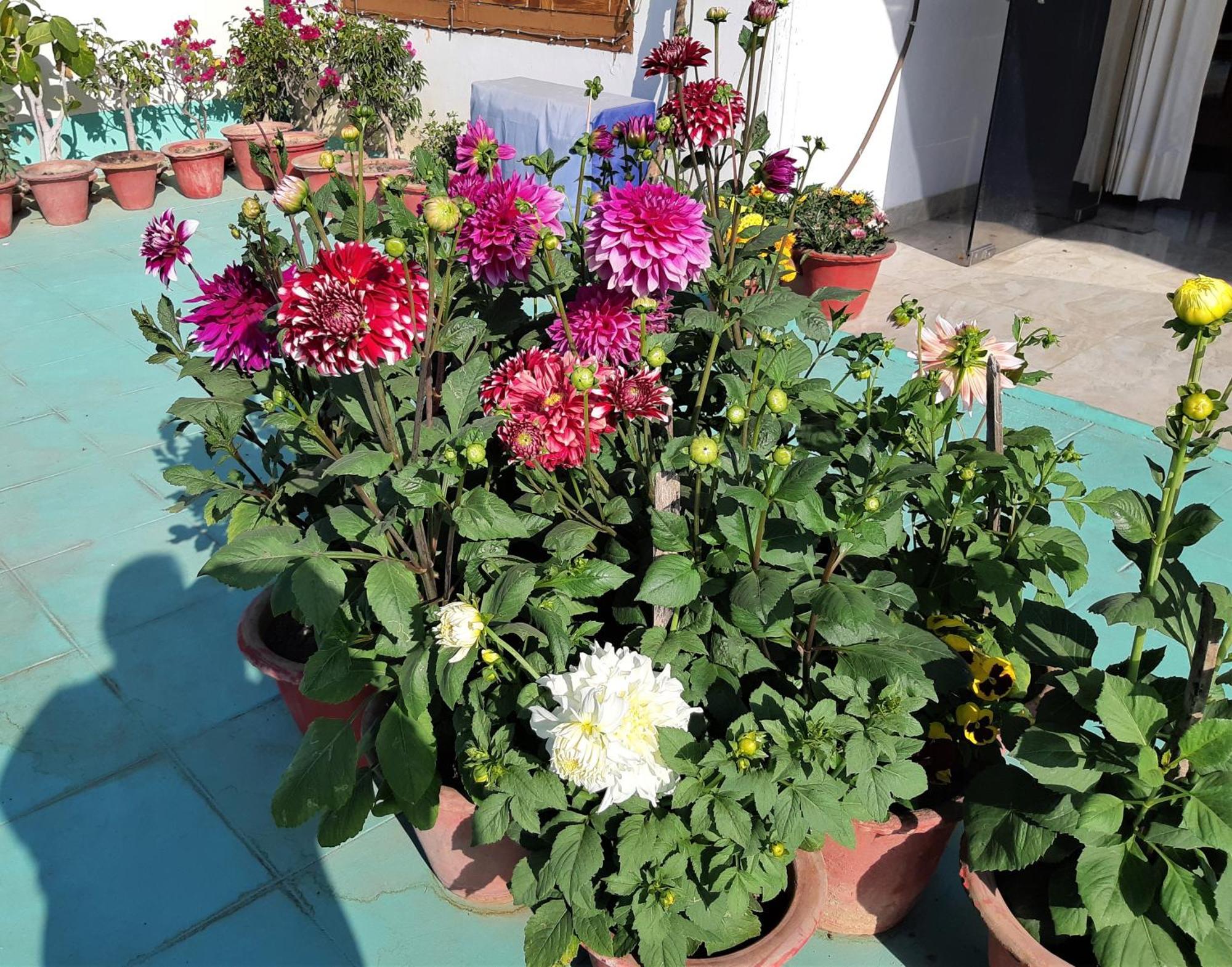 Fully Furnished Ish, Atithya Homestay With Various Amenities And Free Services In Lucknow, India Extérieur photo